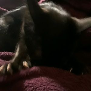 Meet your Posher, Paul